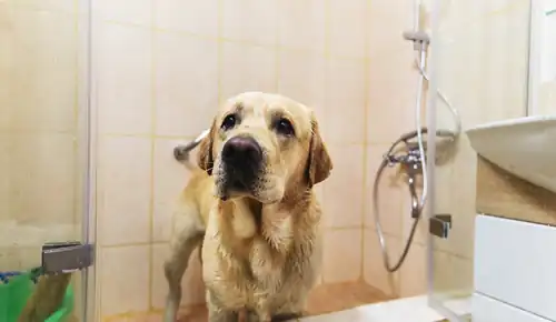 Custom-Made Doggie Showers 